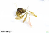 MADAGASCAR LACE PLANT (APONOGETON MADAGASCARIENSIS)_Aquarium Plant For Sale_Aquarium Plants