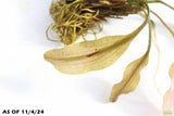 MADAGASCAR LACE PLANT (APONOGETON MADAGASCARIENSIS)_Aquarium Plant For Sale_Aquarium Plants