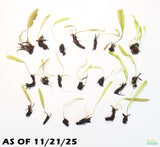 Madagascar Lace Plant_Aponogeton Madagascariensis_Aquarium Plant For Sale