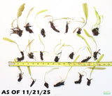 Madagascar Lace Plant_Aponogeton Madagascariensis_Aquarium Plant For Sale