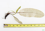 MADAGASCAR LACE PLANT (APONOGETON MADAGASCARIENSIS)_Aquarium Plant For Sale_Aquarium Plants