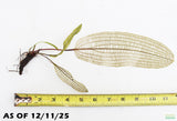 MADAGASCAR LACE PLANT (APONOGETON MADAGASCARIENSIS)_Aquarium Plant For Sale_Aquarium Plants