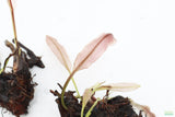 Madagascar Lace Plant (Aponogeton madagascariensis)_Bulb with Small Sprout_Aquarium Plant for sale
