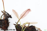 Madagascar Lace Plant (Aponogeton madagascariensis)_Bulb with Small Sprout_Aquarium Plant for sale