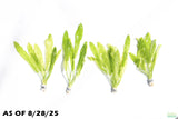 Major Sword_Echinodorus Major_Ruffled Sword_Aquarium Plant For Sale
