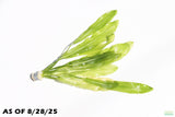 Major Sword_Echinodorus Major_Ruffled Sword_Aquarium Plant For Sale