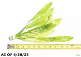 Major Sword_Echinodorus Major_Ruffled Sword_Aquarium Plant For Sale
