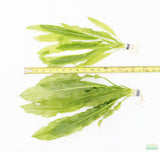 "Major" Sword (Echinodorus Major)  Ruffled Swords! (6-7 inches tall)