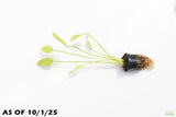 Marble Queen Sword_Echinodorus