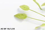 Marble Queen Sword_Echinodorus