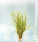 Mayaca Sellowiniana_Fluffy Aquarium Plant For Sale