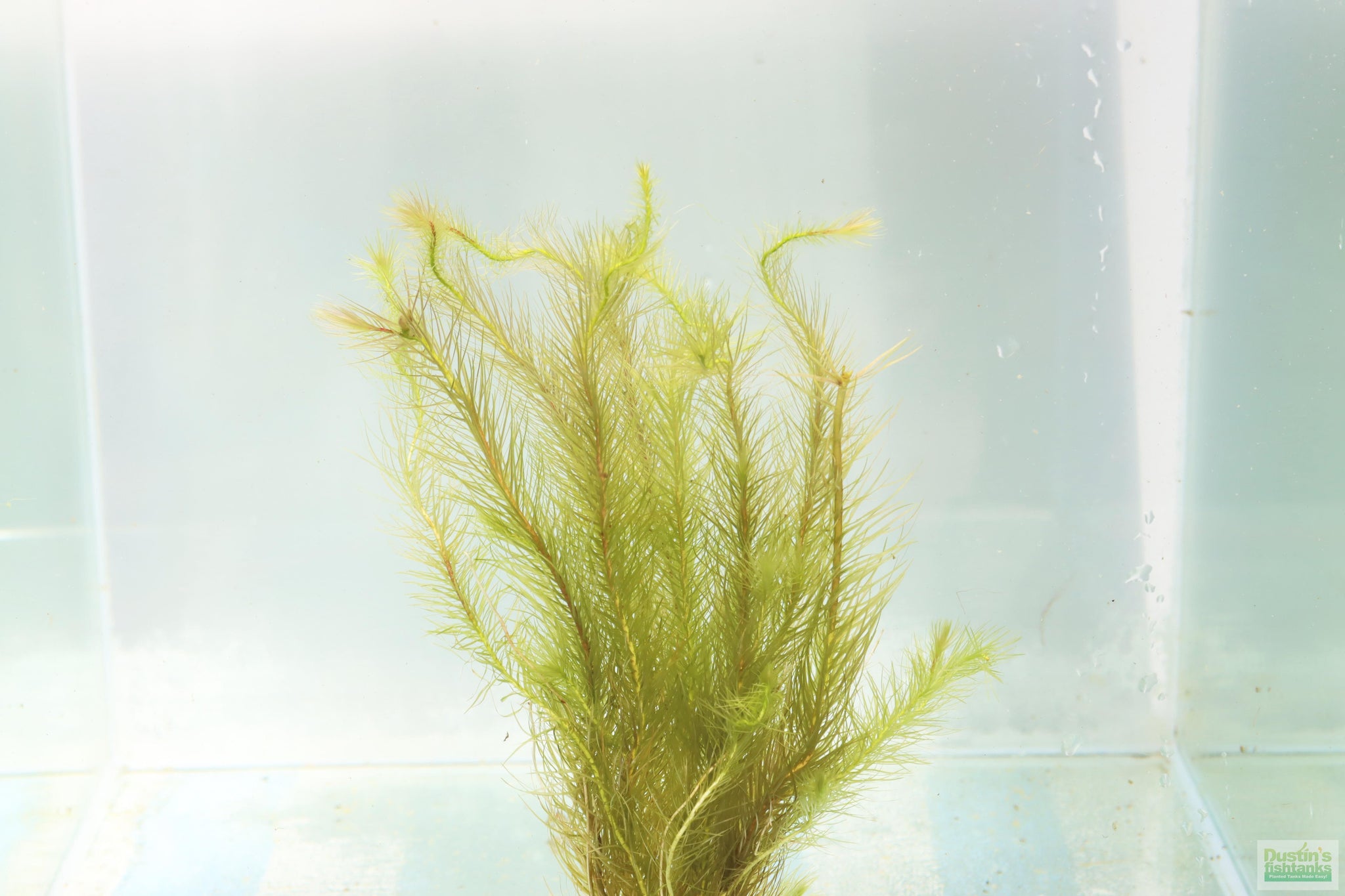 Mayaca Sellowiniana – DustinsFishtanks
