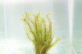 Mayaca Sellowiniana_Fluffy Aquarium Plant For Sale