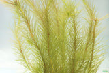 Mayaca Sellowiniana_Fluffy Aquarium Plant For Sale