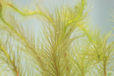 Mayaca Sellowiniana_Fluffy Aquarium Plant For Sale