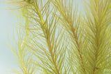 Mayaca Sellowiniana_Fluffy Aquarium Plant For Sale