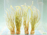 Mayaca Vandelli_Aquarium Plant For Sale