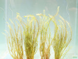 Mayaca Vandelli_Aquarium Plant For Sale