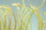 Mayaca Vandelli_Aquarium Plant For Sale