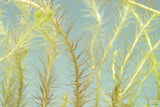 Mayaca Vandelli_Aquarium Plant For Sale