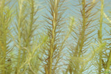 Mayaca Vandelli_Aquarium Plant For Sale