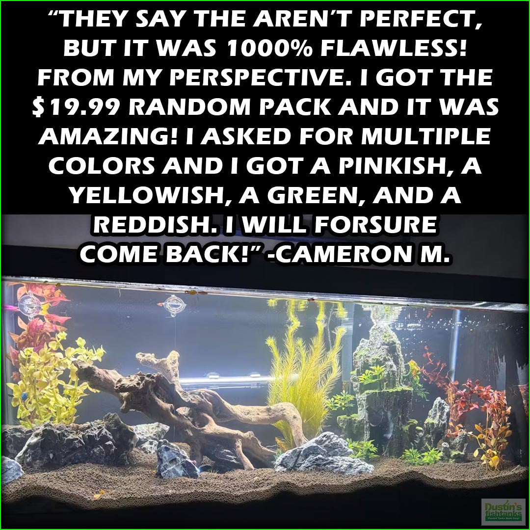 OurBestSelling_BeautifulPlants_Combo_CameronM