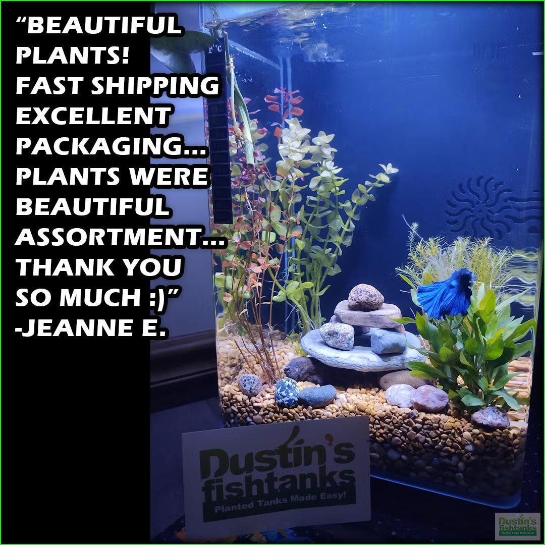 Our Best Selling “Beautiful Plants