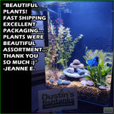 OurBestSelling_BeautifulPlants_Combo_JeanneE.
