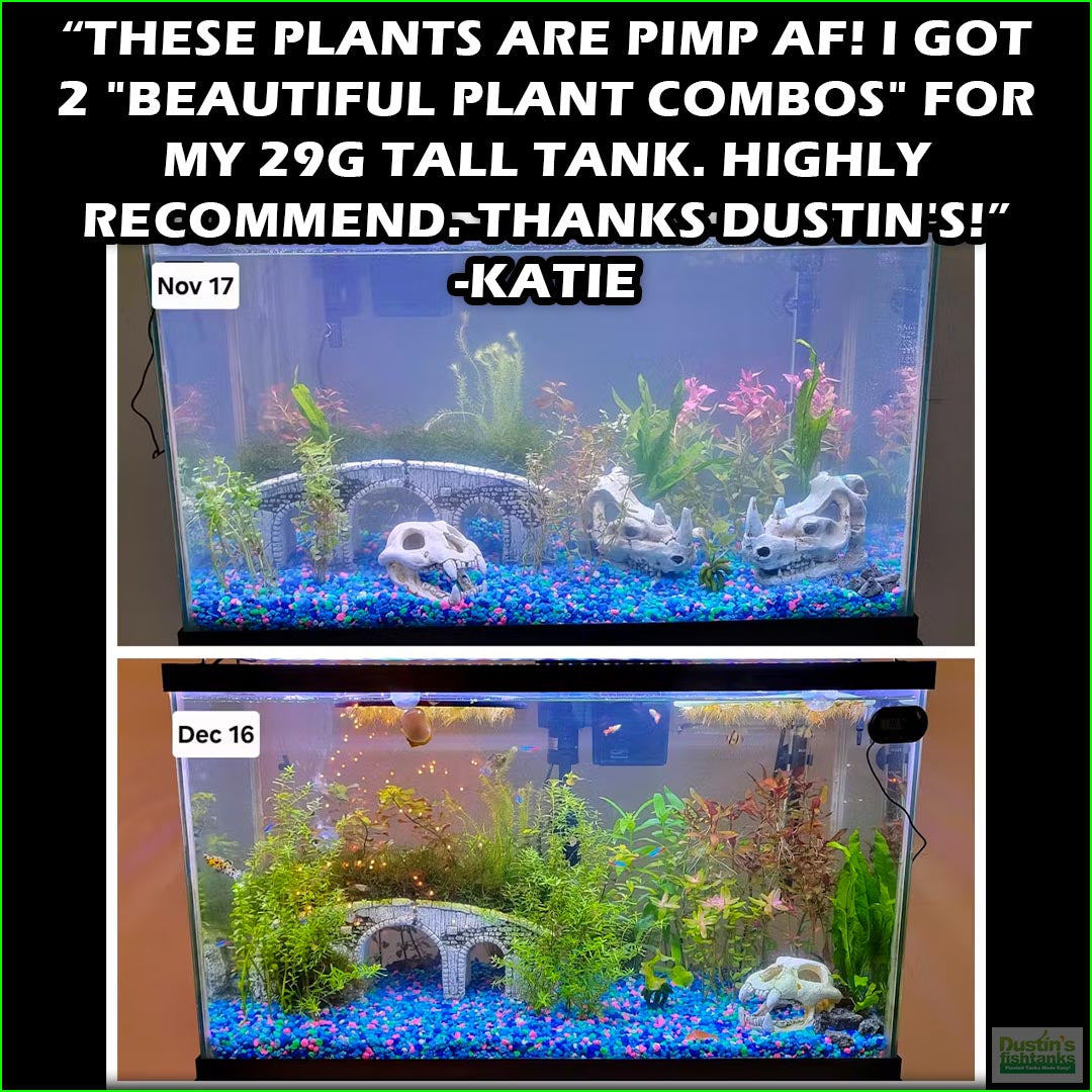 good aquarium plants Our Best Selling “Beautiful Plants