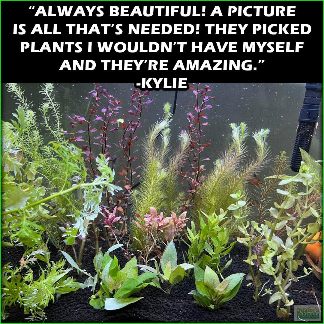 good aquarium plants Our Best Selling “Beautiful Plants