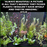 OurBestSelling_BeautifulPlants_Combo_Kylie