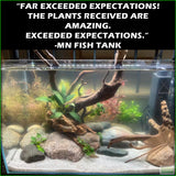 OurBestSelling_BeautifulPlants_Combo_MNFishTank