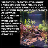 OurBestSelling_BeautifulPlants_Combo_TravisS