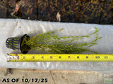 Pearl Weed_Micranthemum Micranthemoides_Aquarium Plant for sale_aquarium plants for sale