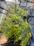 Pearl Weed_Micranthemum Micranthemoides_Aquarium Plant for sale_aquarium plants for sale
