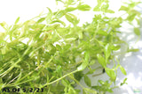 Pearl Weed_Micranthemum Micranthemoides_Aquarium Plant for sale_aquarium plants for sale