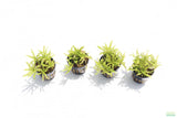 Pogostemon Helferi_Doctor Seuss Plant_Downoi_Aquarium Plant For Sale