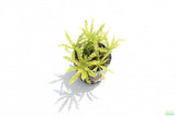 Pogostemon Helferi_Doctor Seuss Plant_Downoi_Aquarium Plant For Sale