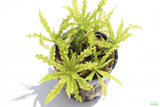 Pogostemon Helferi_Doctor Seuss Plant_Downoi_Aquarium Plant For Sale