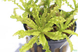 Pogostemon Helferi_Doctor Seuss Plant_Downoi_Aquarium Plant For Sale