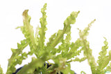 Pogostemon Helferi_Doctor Seuss Plant_Downoi_Aquarium Plant For Sale