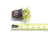 Pogostemon Helferi_Doctor Seuss Plant_Downoi_Aquarium Plant For Sale