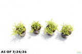 Pogostemon Helferi_Doctor Seuss Plant_Downoi_Aquarium Plant For Sale