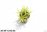 Pogostemon Helferi_Doctor Seuss Plant_Downoi_Aquarium Plant For Sale