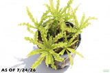 Pogostemon Helferi_Doctor Seuss Plant_Downoi_Aquarium Plant For Sale