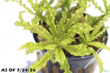 Pogostemon Helferi_Doctor Seuss Plant_Downoi_Aquarium Plant For Sale