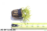 Pogostemon Helferi_Doctor Seuss Plant_Downoi_Aquarium Plant For Sale