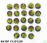 Pogostemon Helferi_Dr Seuss Plant_Downoi_Aquarium Plant For Sale