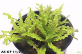 Pogostemon Helferi_Dr Seuss Plant_Downoi_Aquarium Plant For Sale