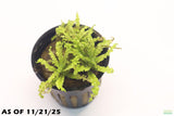 Pogostemon Helferi_Dr Seuss Plant_Downoi_Aquarium Plant For Sale